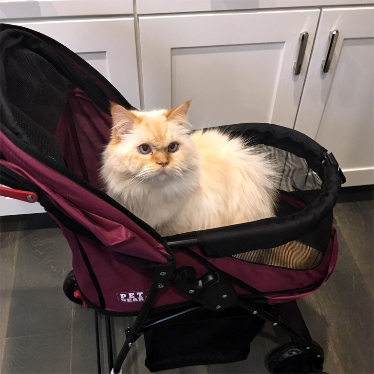 cat-stroller